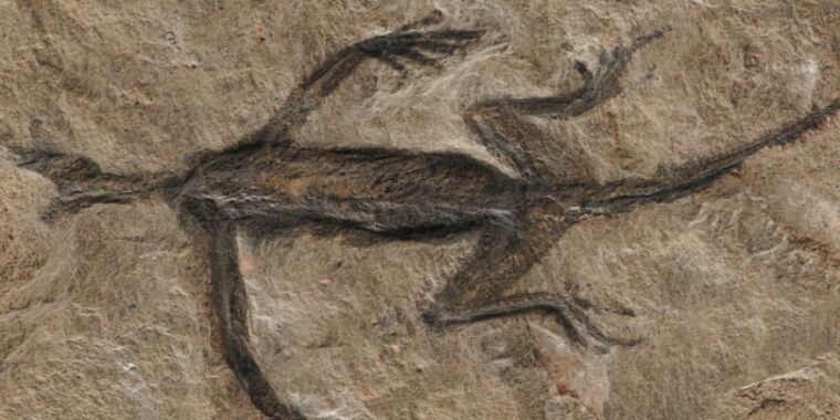 It’s a fake: Mysterious 280 million-year-old fossil is mostly just black paint