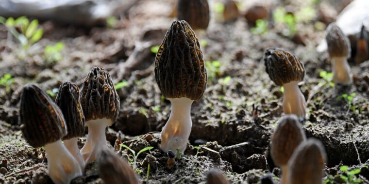 Deadly morel mushroom outbreak highlights big gaps in fungi knowledge