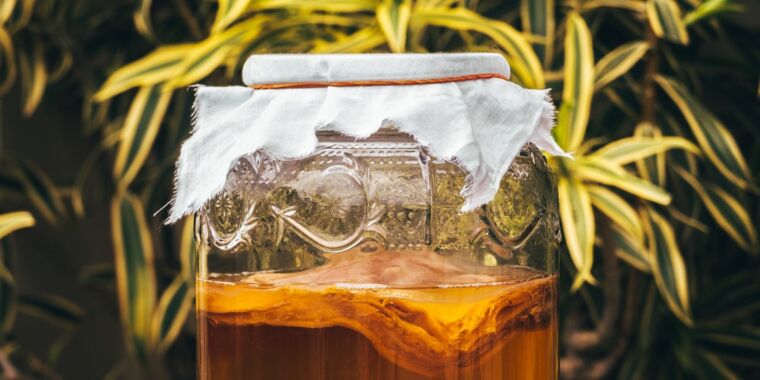 Brewing kombucha in silicone bags makes for less alcohol, faster process