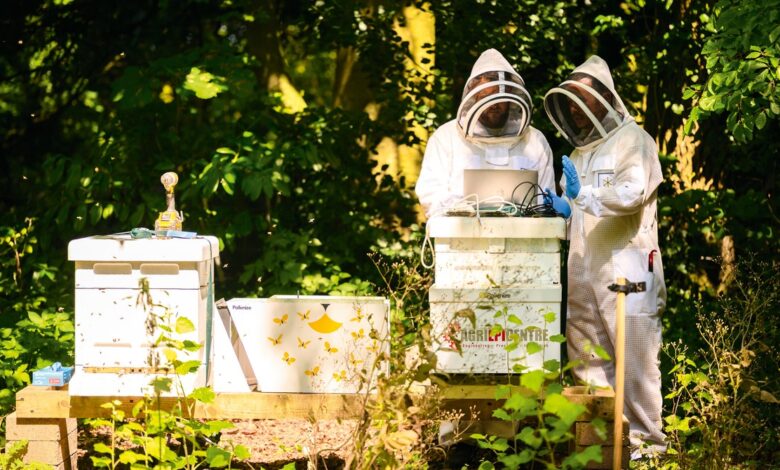 The Honeybees Versus the Murder Hornets