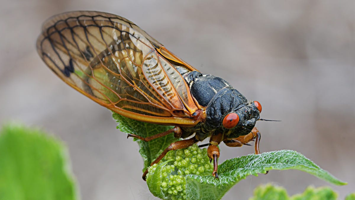 Cicadas Are Coming, and So Are the Cicada Salad Recipes