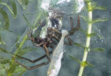 Swimming and spinning aquatic spiders use slick survival strategies
