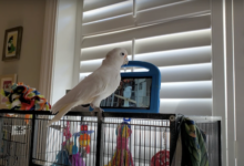 Parrots in captivity seem to enjoy video-chatting with their friends on Messenger