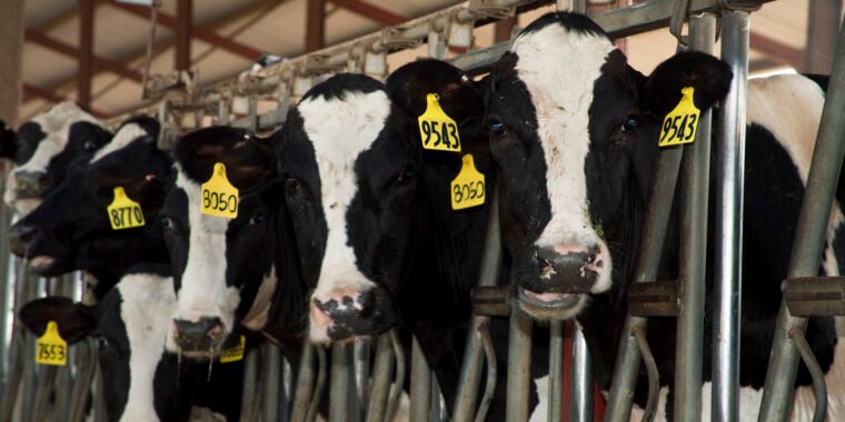 Second human case of bird flu linked to cows found—via text messages