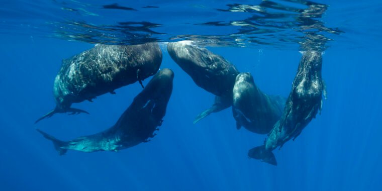 Whale songs have features of language, but whales may not be speaking