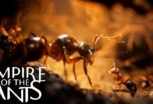 Empire of the Ants will let you explore a photorealistic bug’s life this November