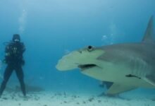 An ultra-athlete goes head-to-head with the world’s most formidable sharks