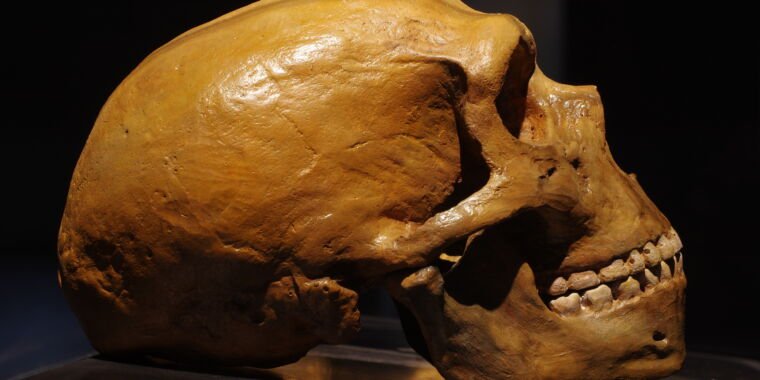 Much of Neanderthal genetic diversity came from modern humans