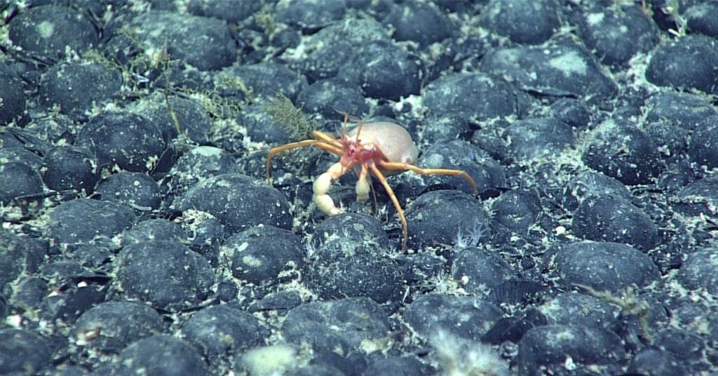 The Mysterious Discovery of ‘Dark Oxygen’ on the Ocean Floor