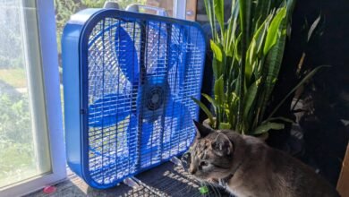 Use Your Fans and Cross Ventilation to Cut Down on AC Use this Summer. Here’s How