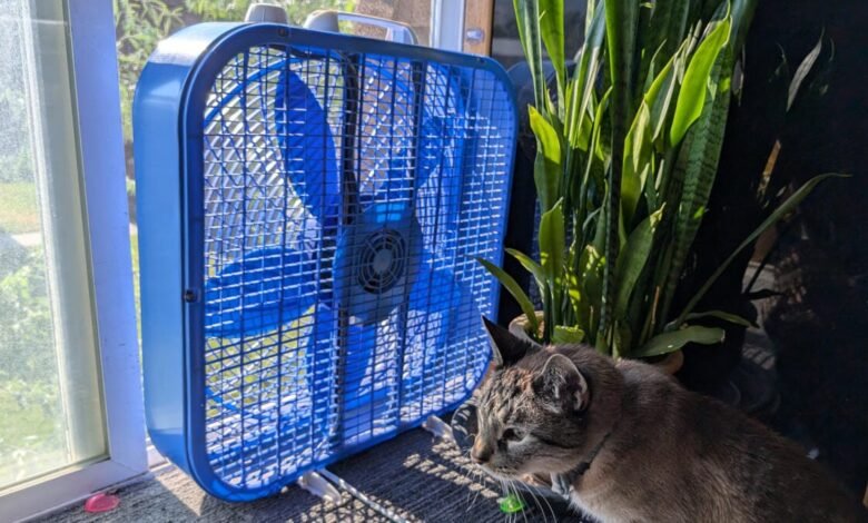 Use Your Fans and Cross Ventilation to Cut Down on AC Use this Summer. Here’s How