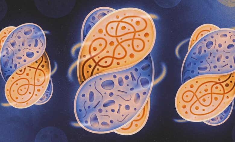 Scientists Recreate the Conditions That Sparked Complex Life Scientists Recreate the Conditions That Sparked Complex Life
