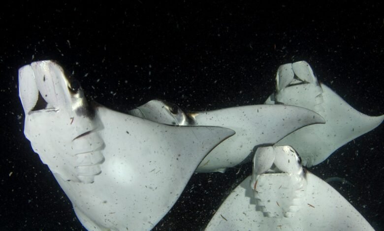 Mobulas, an Aquatic Wonder of the Gulf of California, Are Disappearing Mobulas, an Aquatic Wonder of the Gulf of California, Are Disappearing