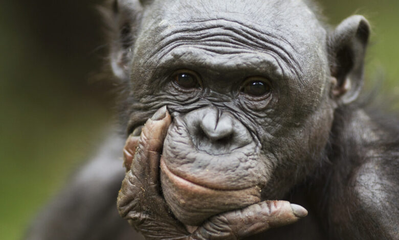 Bonobos recognize when humans are ignorant, try to help Bonobos recognize when humans are ignorant, try to help