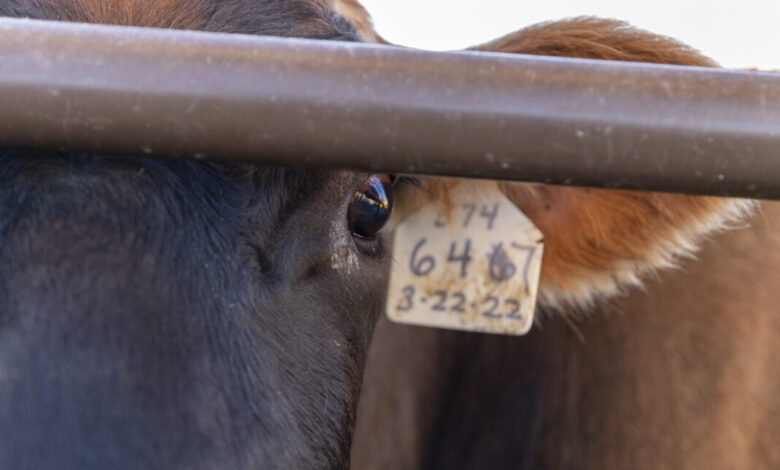 H5N1 testing in cow veterinarians suggests bird flu is spreading silently H5N1 testing in cow veterinarians suggests bird flu is spreading silently