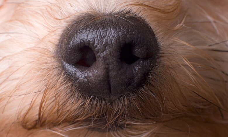 A Nose-Computer Interface Could Turn Dogs Into Super Detectors A Nose-Computer Interface Could Turn Dogs Into Super Detectors