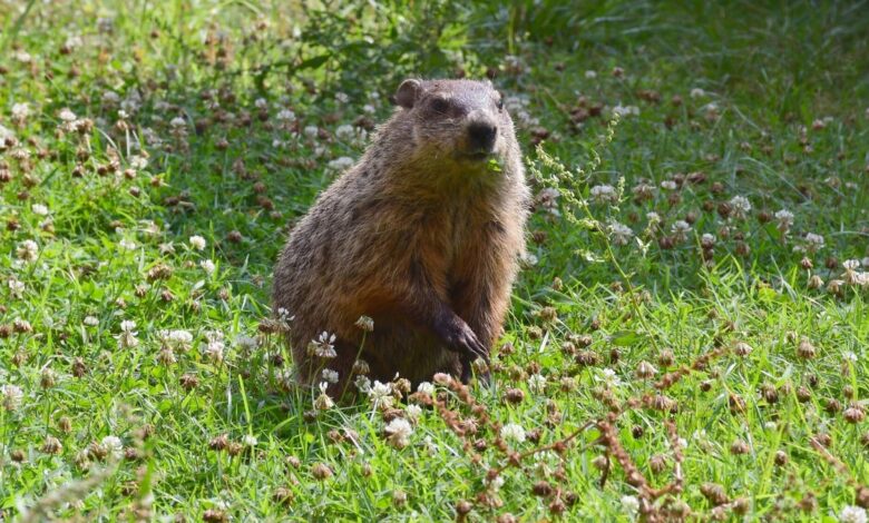 Punxsutawney Phil Predicts More Winter, but Just How Accurate Is He? Punxsutawney Phil Predicts More Winter, but Just How Accurate Is He?
