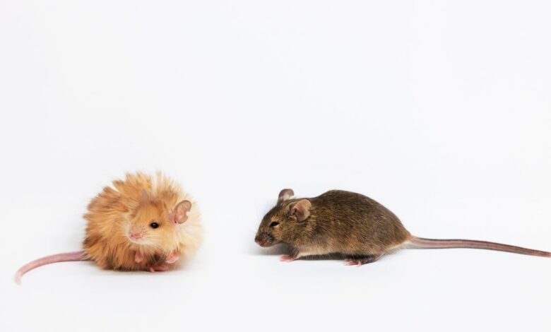 Scientists Just Created a ‘Woolly Mouse’ With Mammoth-Like Fur Scientists Just Created a ‘Woolly Mouse’ With Mammoth-Like Fur