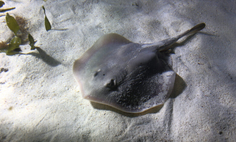 We probably inherited our joints from… a fish We probably inherited our joints from… a fish