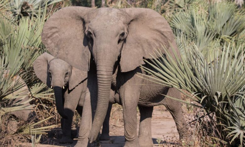 New research shows bigger animals get more cancer, defying decades-old belief New research shows bigger animals get more cancer, defying decades-old belief