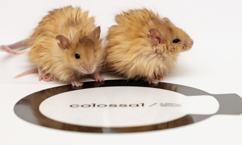 “Wooly mice” a test run for mammoth gene editing “Wooly mice” a test run for mammoth gene editing