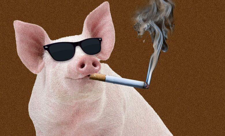 Should You Smoke (Food) Indoors? Should You Smoke (Food) Indoors?