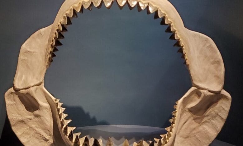 Study: Megalodon’s body shape was closer to a lemon shark Study: Megalodon’s body shape was closer to a lemon shark