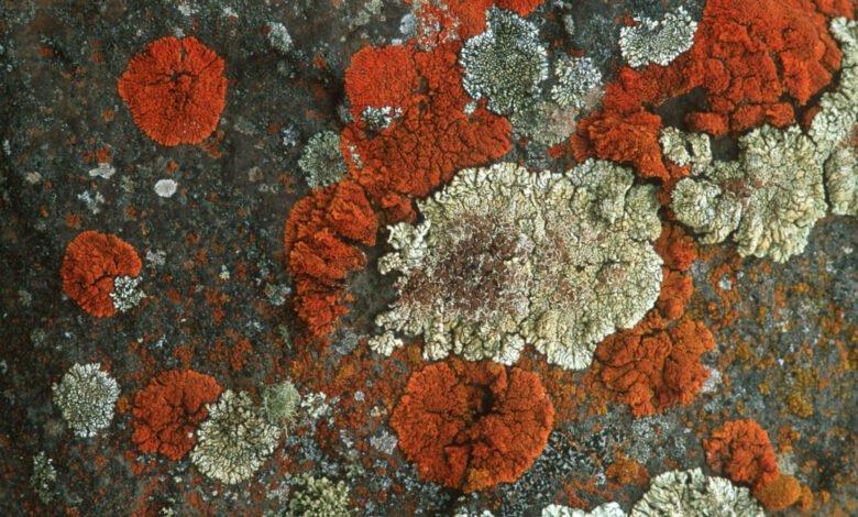 Lichens can survive almost anything, and some might survive Mars Lichens can survive almost anything, and some might survive Mars