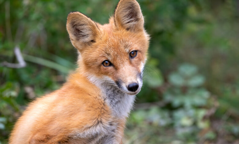 Tapeworm in fox poop that will slowly destroy your organs is on the rise Tapeworm in fox poop that will slowly destroy your organs is on the rise