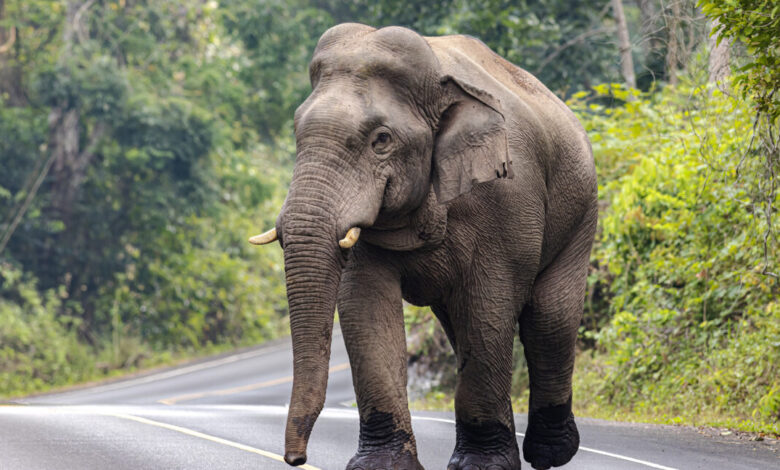 Editorial: Mammoth de-extinction is bad conservation Editorial: Mammoth de-extinction is bad conservation