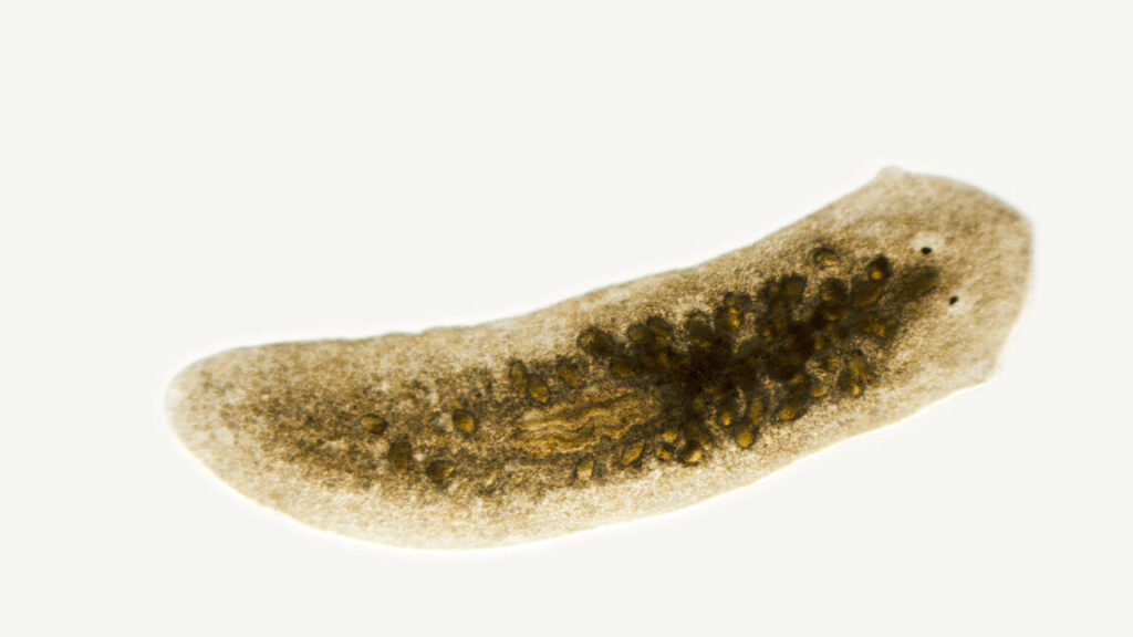 To regenerate a head, you first have to know where your tail is