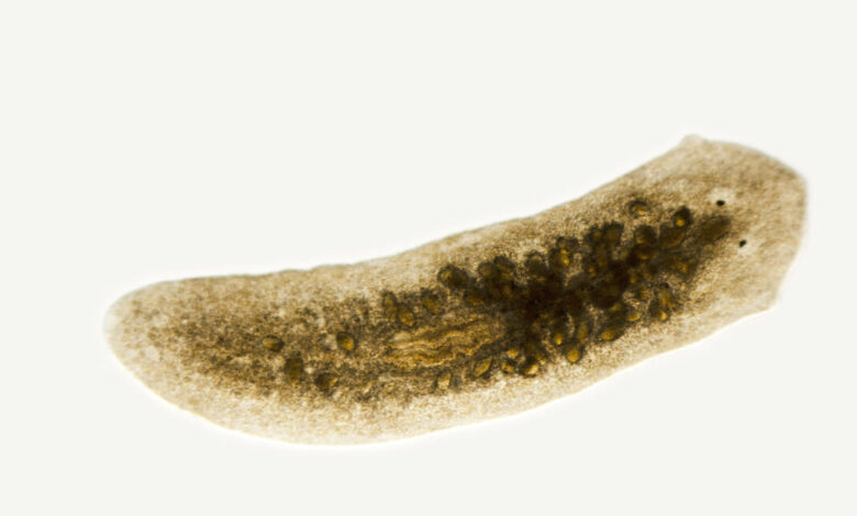To regenerate a head, you first have to know where your tail is To regenerate a head, you first have to know where your tail is