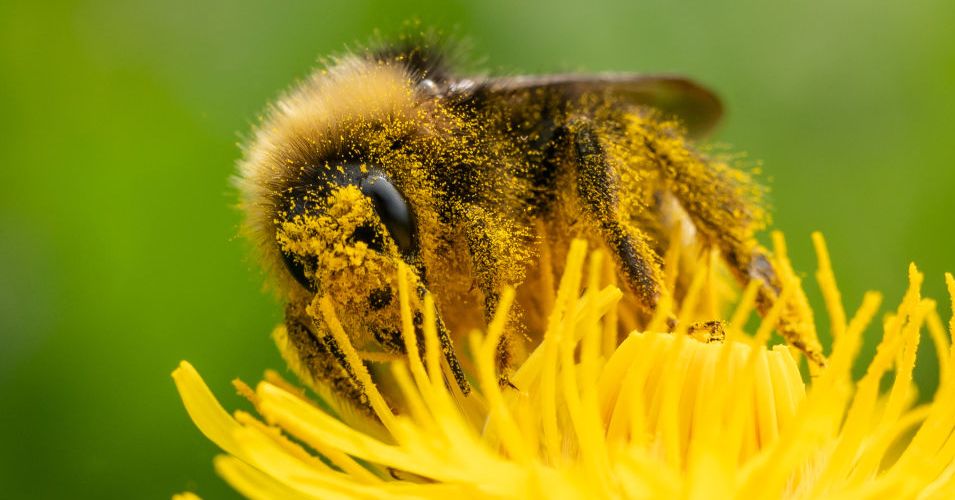 Welcome to the Worst Allergy Season Ever