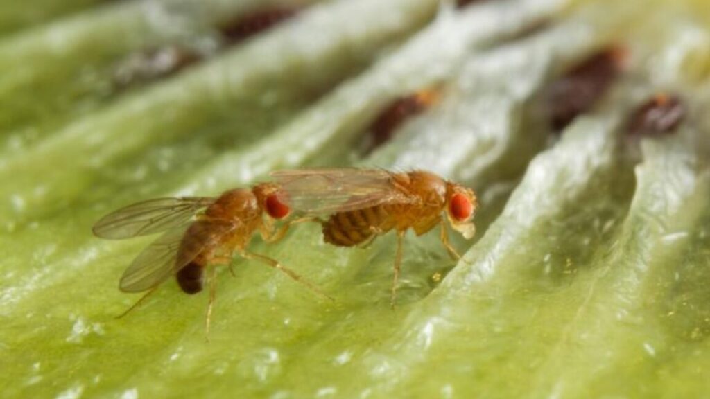 Male fruit flies drink more alcohol to get females to like them