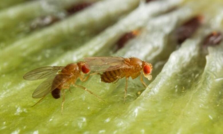 Male fruit flies drink more alcohol to get females to like them Male fruit flies drink more alcohol to get females to like them