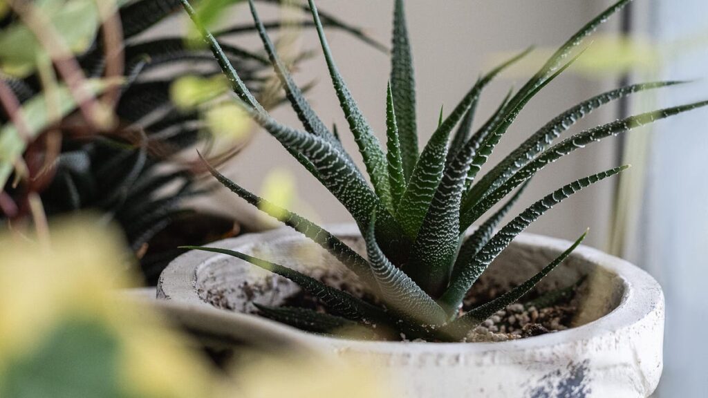 9 Houseplants You Couldn’t Kill if You Tried, According to Experts