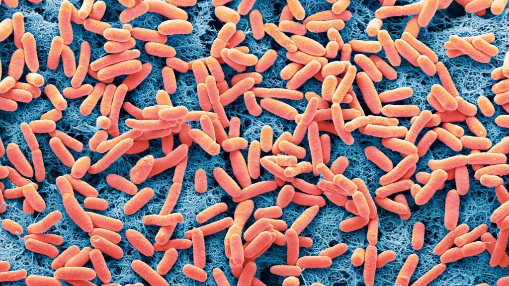 A dangerous E. coli strain has emerged; a small mutation may explain its rise