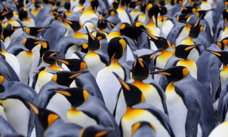 Penguin poop may help preserve Antarctic climate