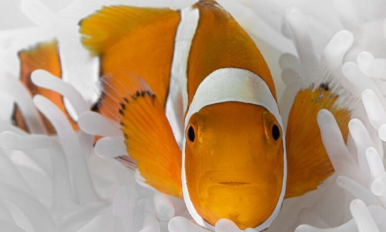 Incredible shrinking clownfish beats the heat Incredible shrinking clownfish beats the heat