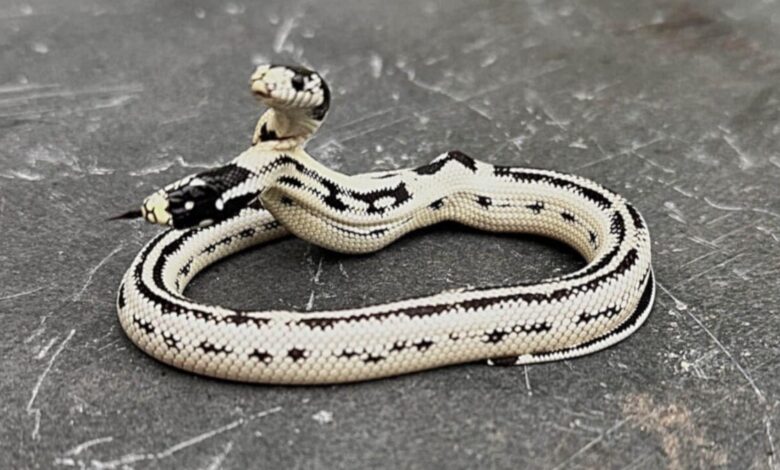 Meet Angel/Zeke, a Rare 2-Headed Snake Surviving Against the Odds Meet Angel/Zeke, a Rare 2-Headed Snake Surviving Against the Odds