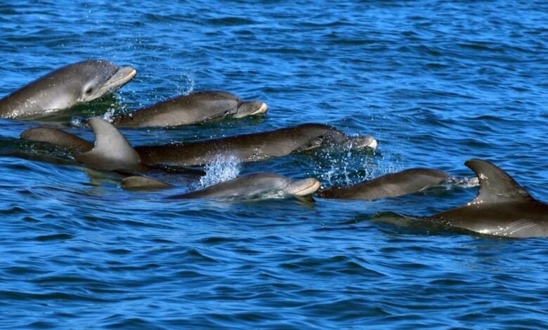 Dolphin Researchers Win 0,000 AI Prize for Studying Their Whistling
