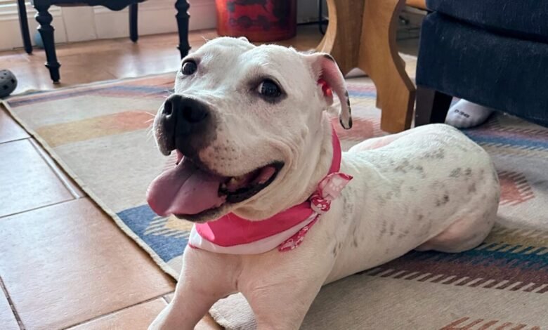 I helped a lost dog’s AirTag ping its owner: An ode to replaceable batteries I helped a lost dog’s AirTag ping its owner: An ode to replaceable batteries