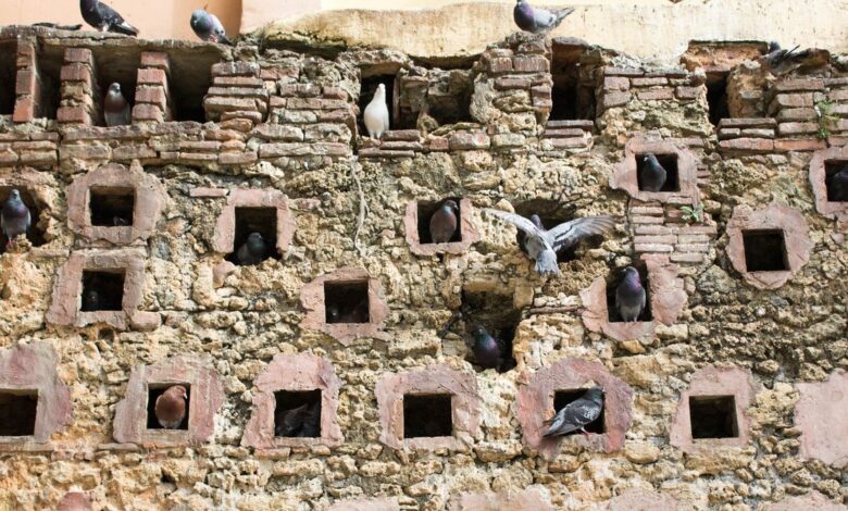 Why Pigeons at Rest Are at the Center of Complexity Theory Why Pigeons at Rest Are at the Center of Complexity Theory