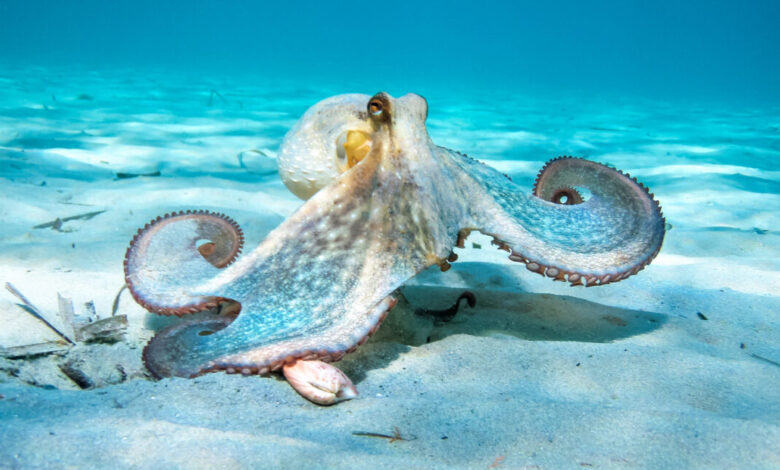 The nine-armed octopus and the oddities of the cephalopod nervous system The nine-armed octopus and the oddities of the cephalopod nervous system
