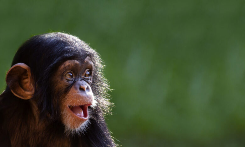 The “online monkey torture video” arrests just keep coming