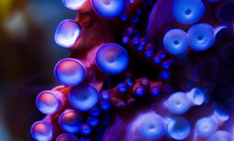 Robotic sucker can adapt to surroundings like an actual octopus Robotic sucker can adapt to surroundings like an actual octopus