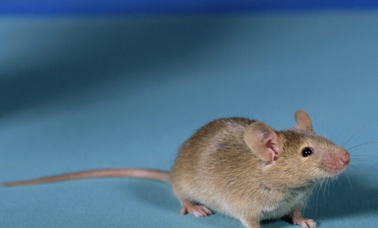 Researchers get viable mice by editing DNA from two sperm