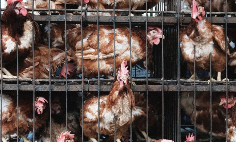 How the Farm Industry Spied on Animal Rights Activists and Pushed the FBI to Treat Them as Bioterrorists How the Farm Industry Spied on Animal Rights Activists and Pushed the FBI to Treat Them as Bioterrorists