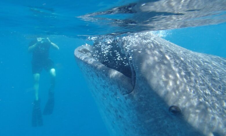 New body size database for marine animals is a “library of life” New body size database for marine animals is a “library of life”
