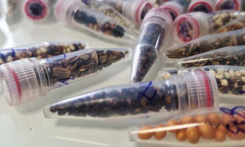 Scientists Are Sending Cannabis Seeds to Space Scientists Are Sending Cannabis Seeds to Space